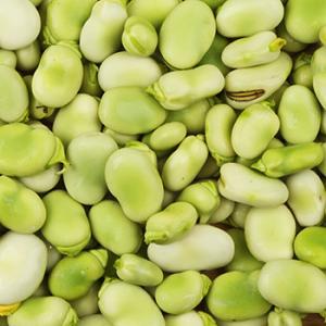 Broad bean