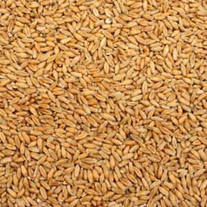 Triticale